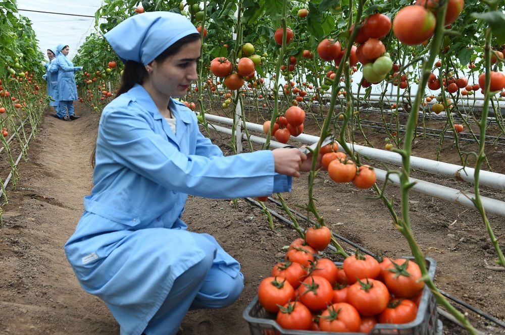 Стало известно, что мешает Таджикистану наладить сельхозэкспорт в ЕАЭС 