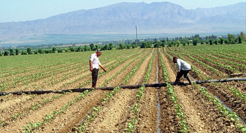В Минсельхозе Кыргызстана раскрыли как преодолеть нехватку поливной воды