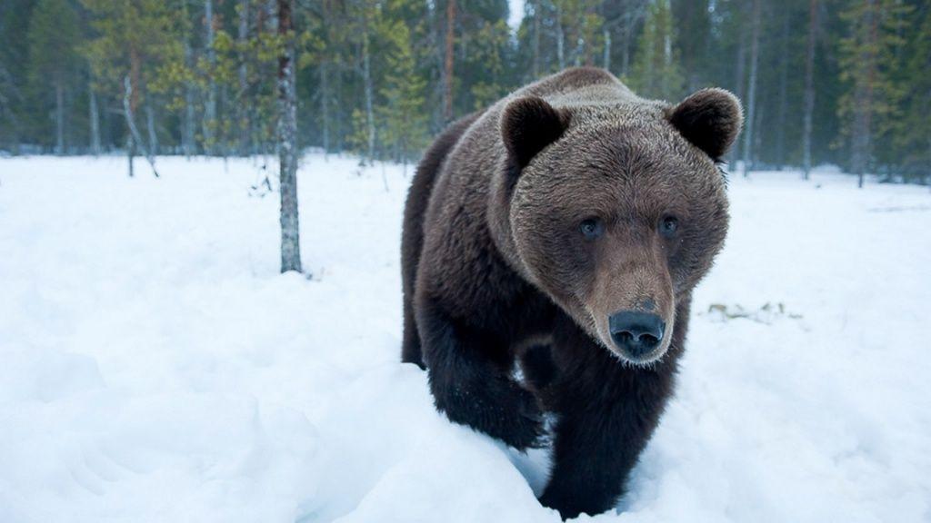 В Беларуси выросло число волков и медведей-шатунов