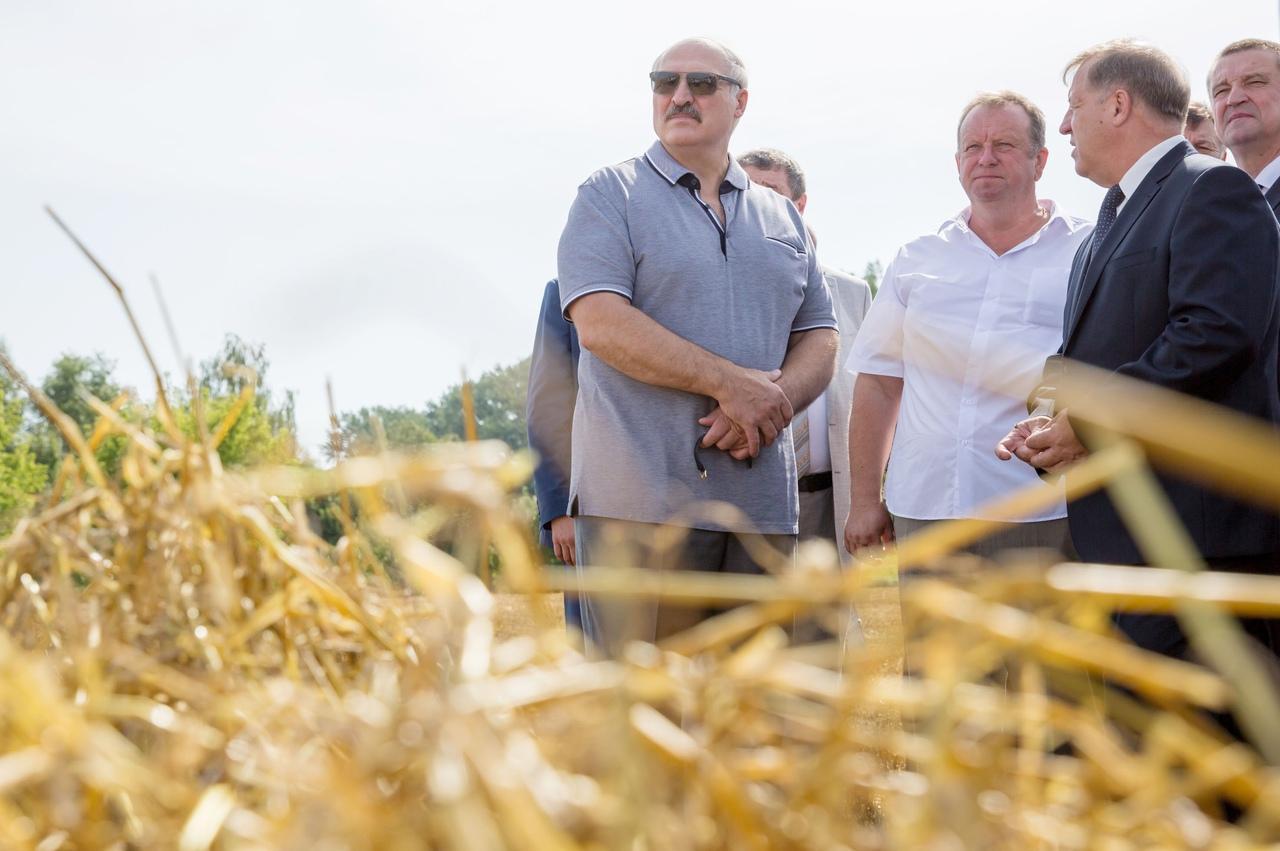 Лукашенко объяснил решение Беларуси не экспортировать зерно