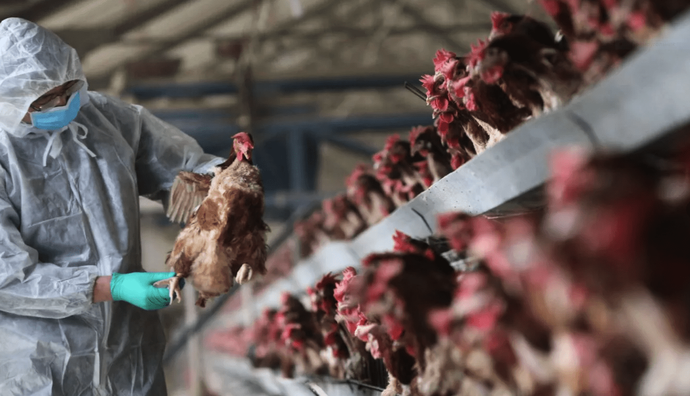 Власти Казахстана объявили карантин из-за вспышки птичьего гриппа
