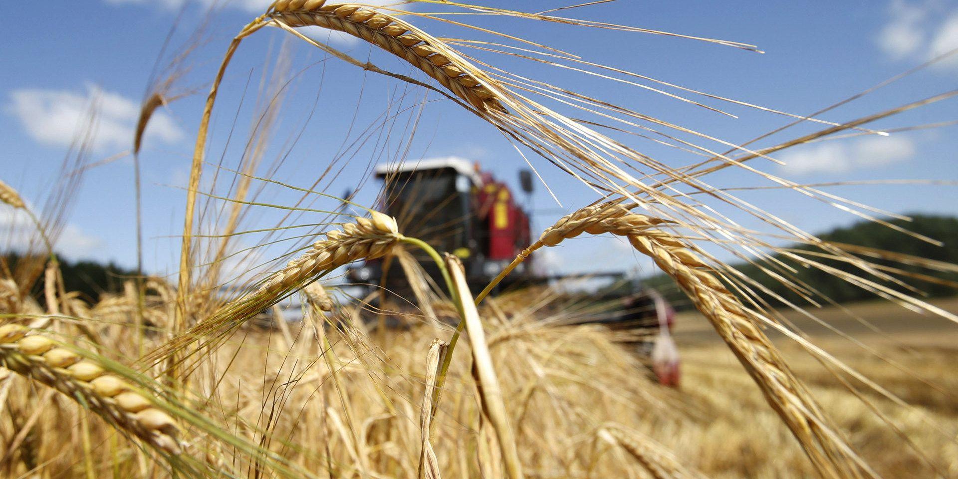 Белорусские аграрии намолотили первый миллион тонн зерна 
