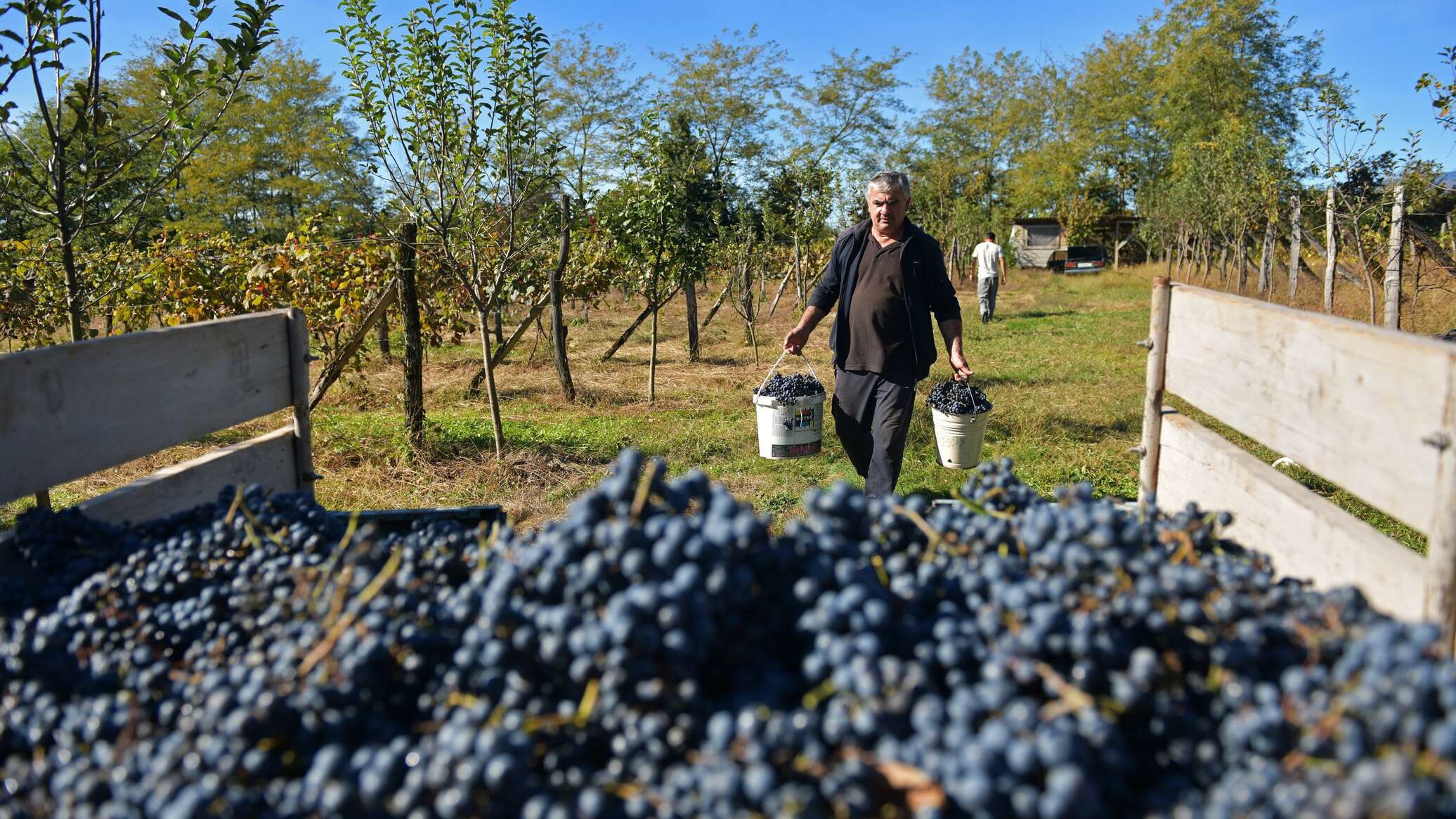 Гагаузия планирует восстановить экспорт агропродукции в Россию