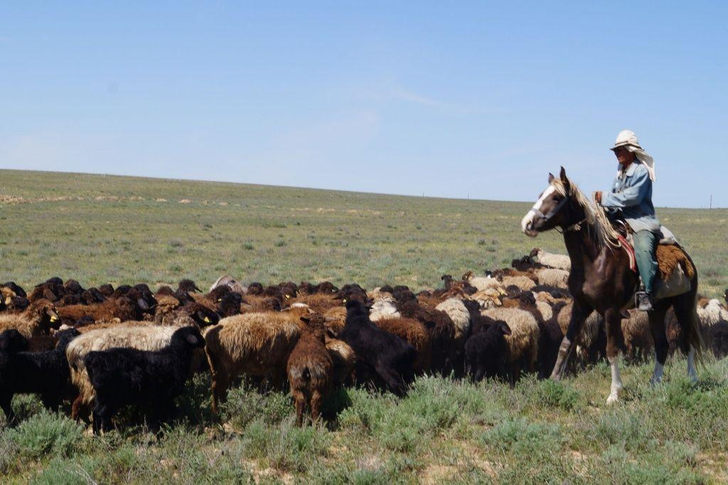 Инвестиции в сельское хозяйство Южного Казахстана выросли в 3 раза