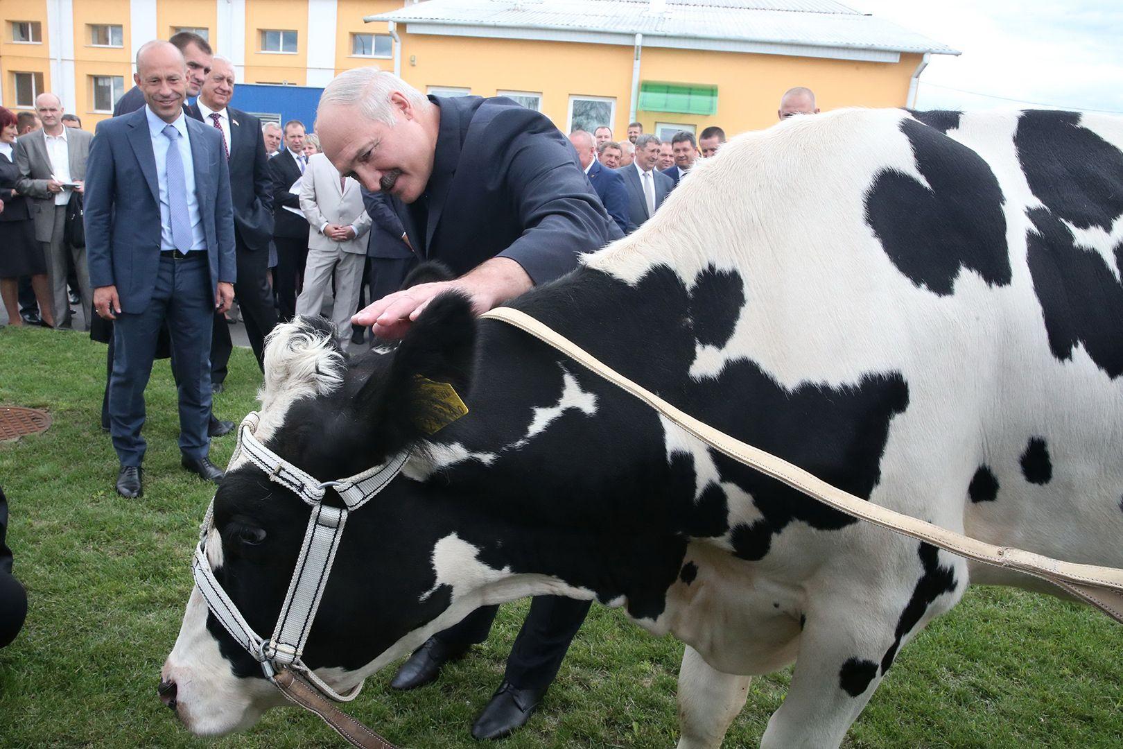 Молочный вопрос в российско-белорусских отношениях: кто прав?