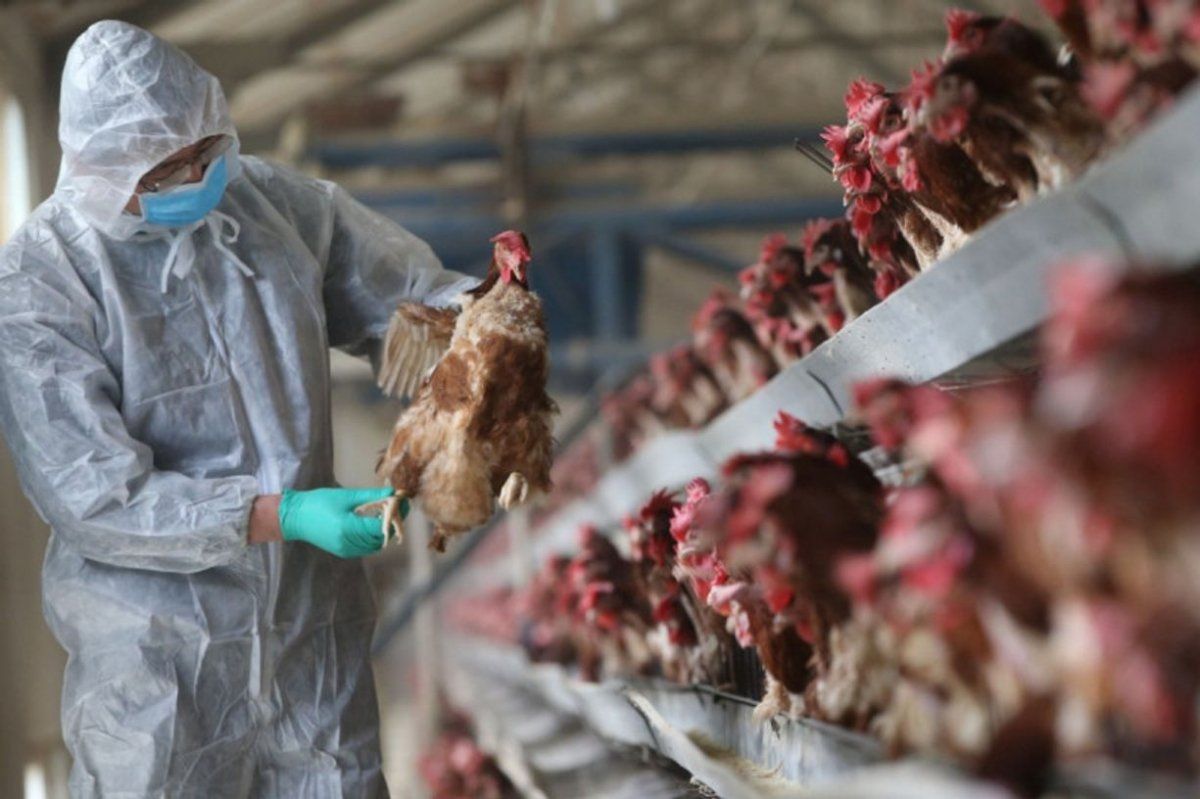 Кыргызстан  ограничит импорт куриного мяса из Казахстана