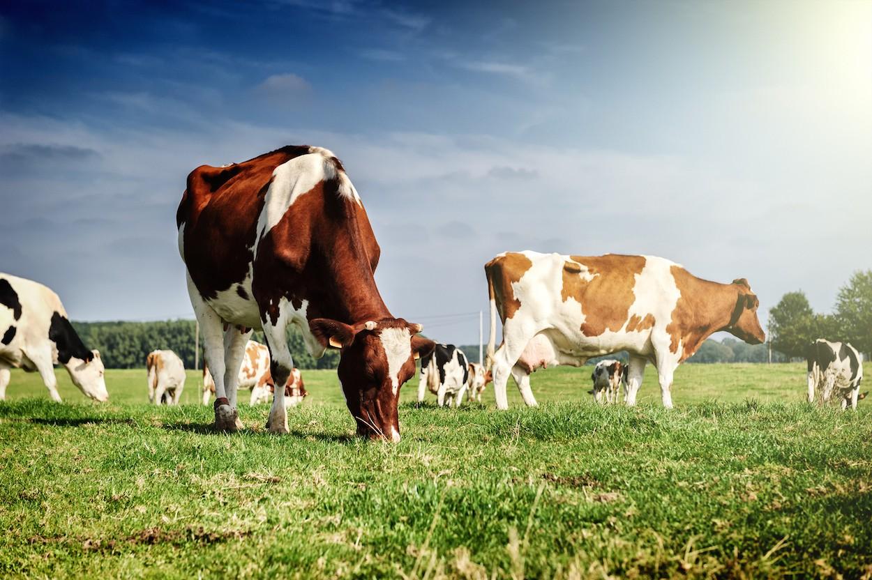 Ветслужба Беларуси остановила работу десяти предприятий мясной промышленности