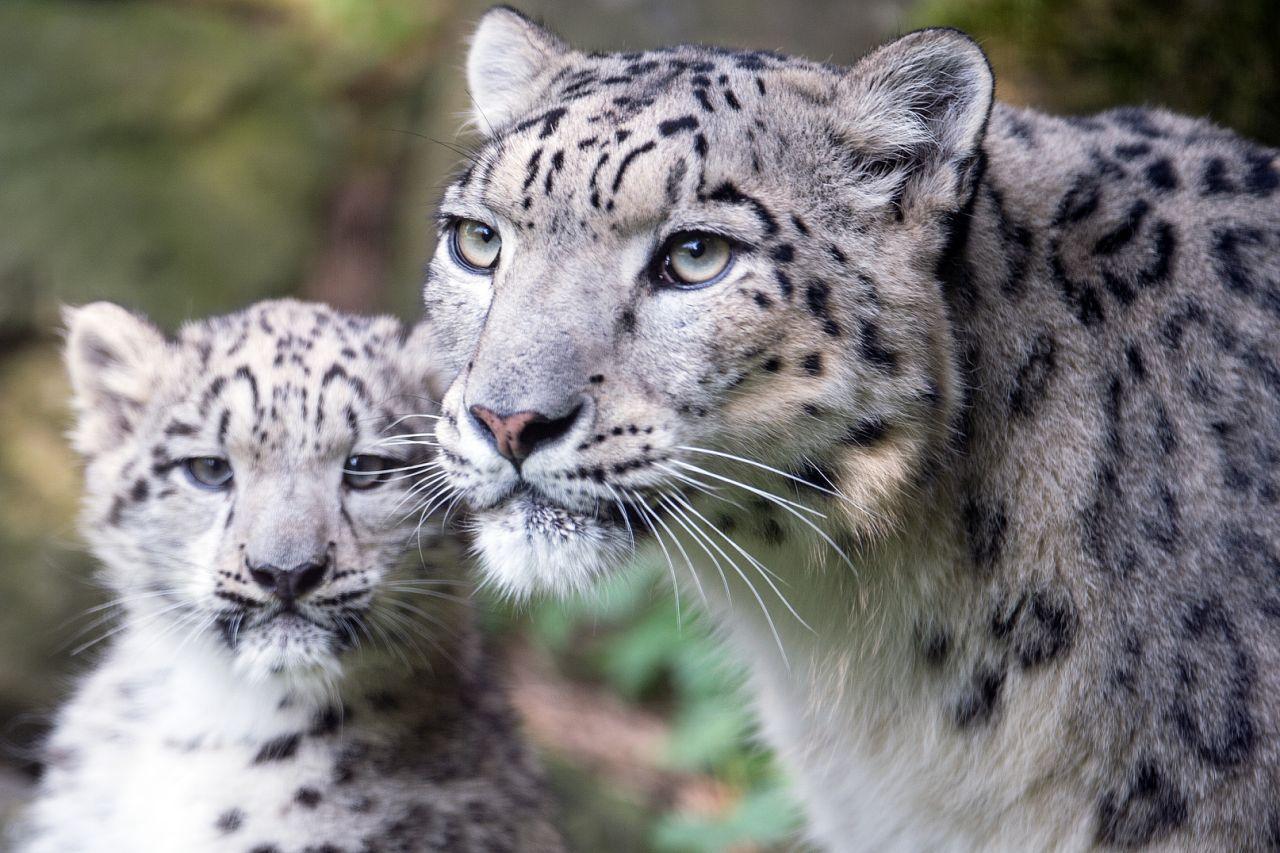 WWF привлек евразийских экспертов к сохранению снежного барса