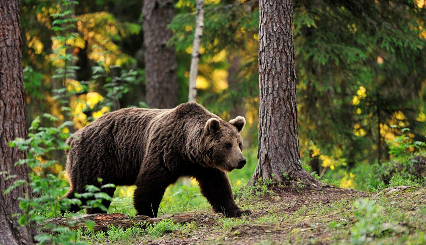 Белорусские жители подверглись нашествию медведей из России