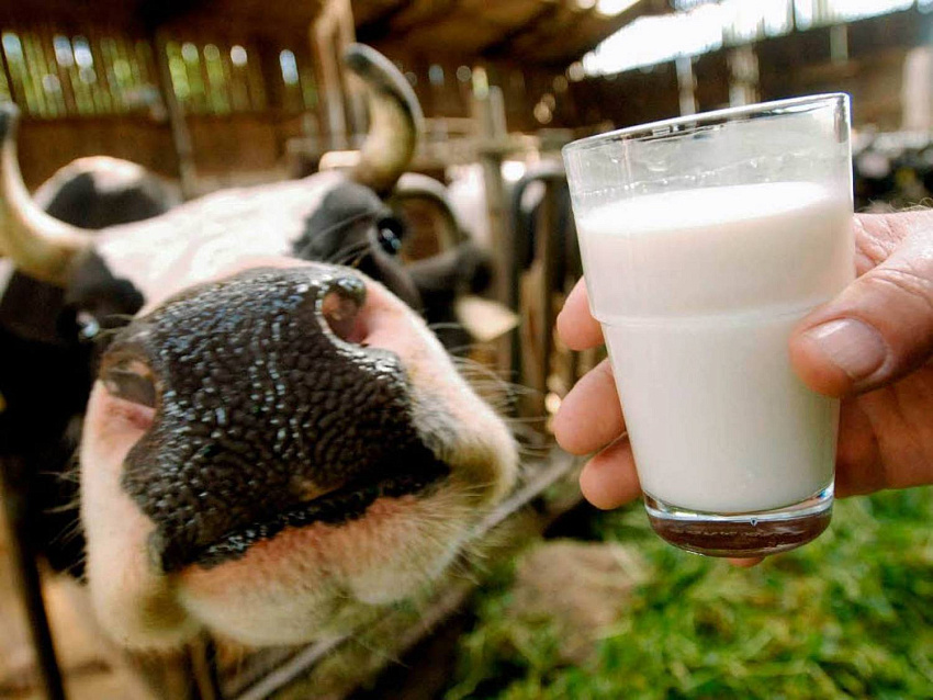 Беларусь и Россия обменялись предложениями по разрешению «молочного» спора