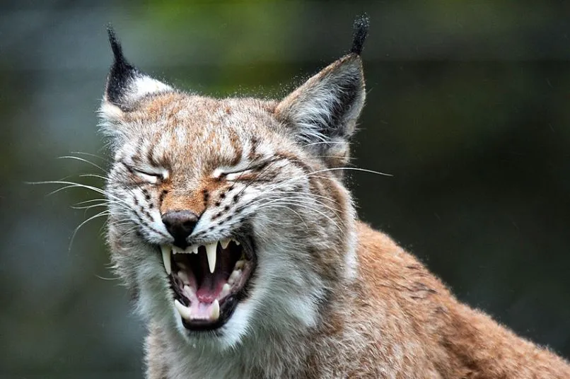 кошки-4.jpg