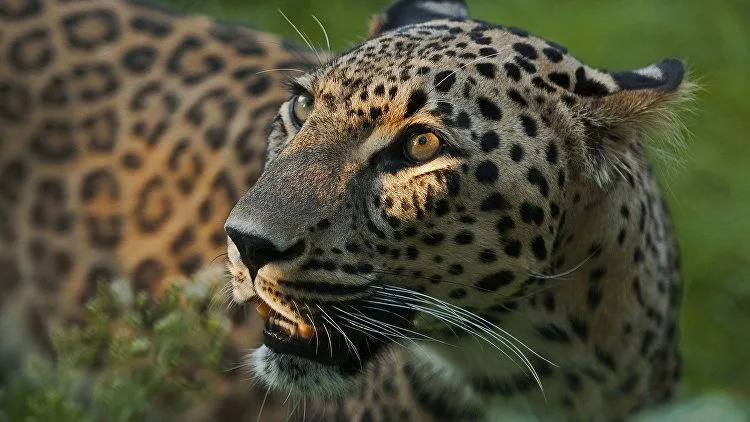 Кошки-1.jpg