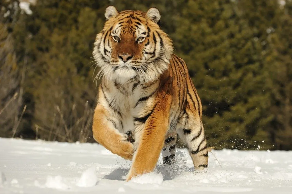 кошки-3.jpg