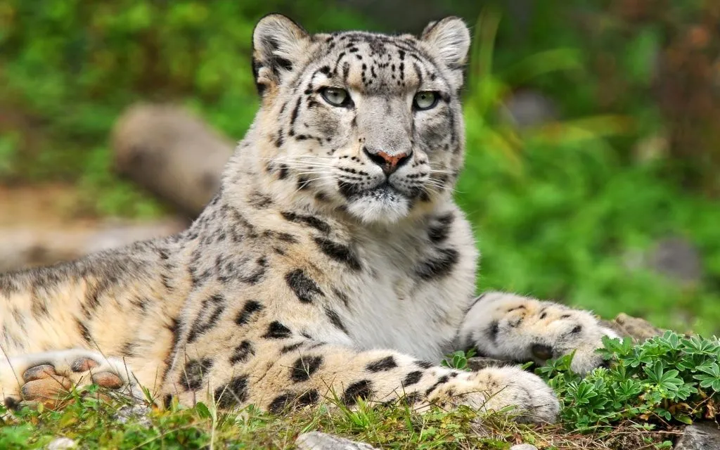 Кошки-5.jpg